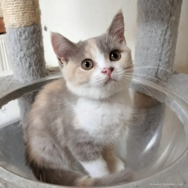 ID:2307-00098の子猫
