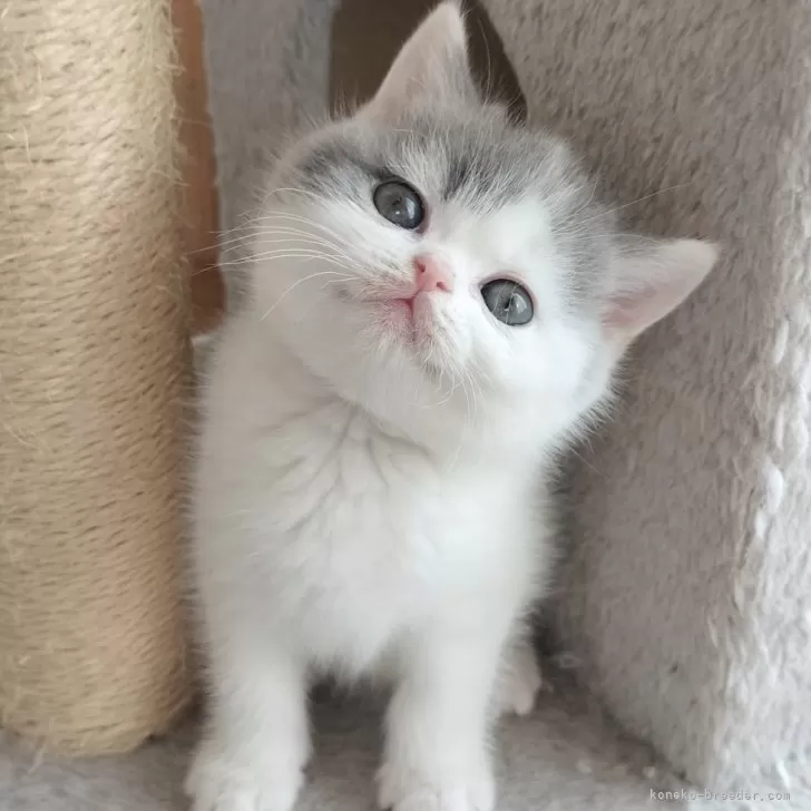 ID:2403-01520の子猫