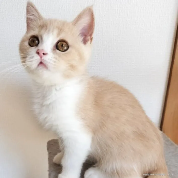 ID:2308-01878の子猫