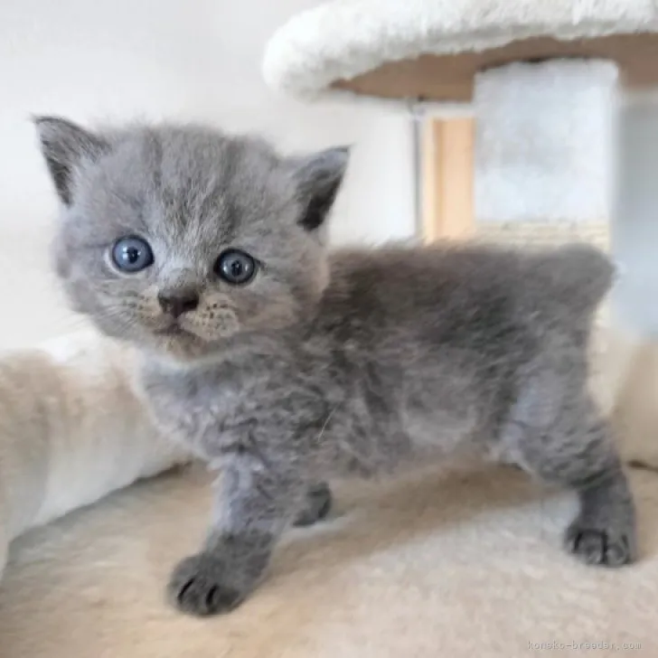 ID:2308-01544の子猫