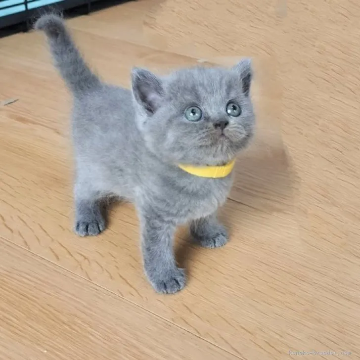 ID:2308-01540の子猫