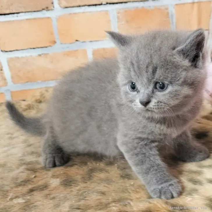 ID:2307-01745の子猫