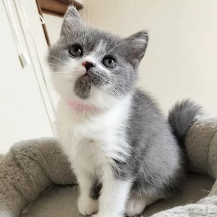 ID：2401-02395の子猫