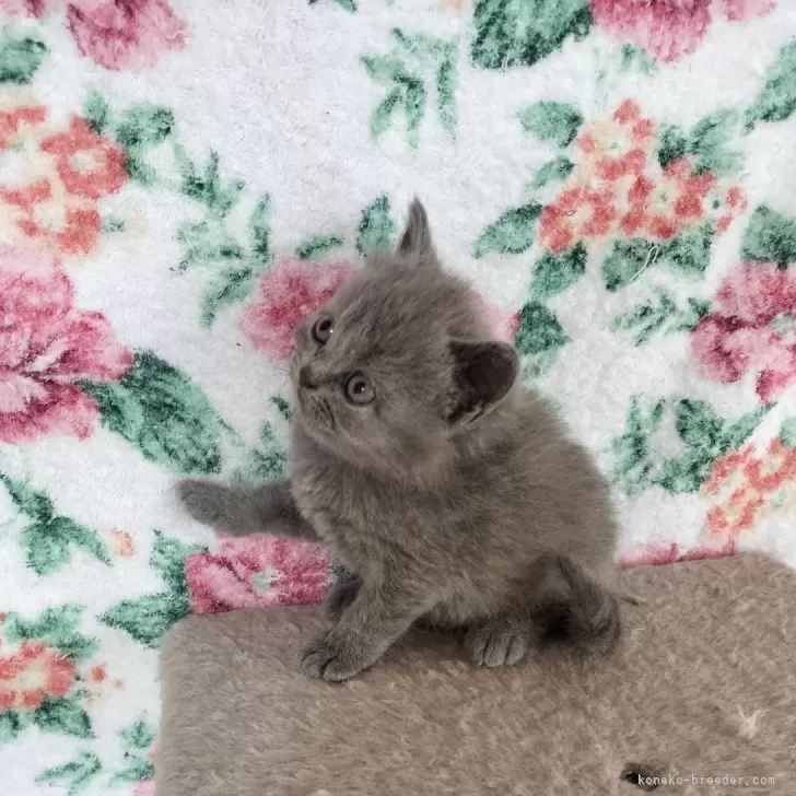 マキトミ 様のお迎えした子猫