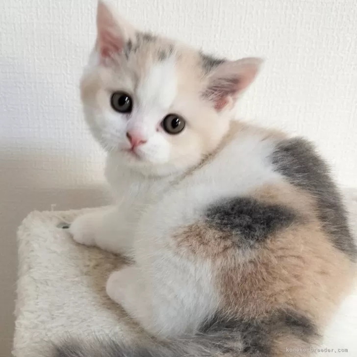 ID：2401-01141の子猫