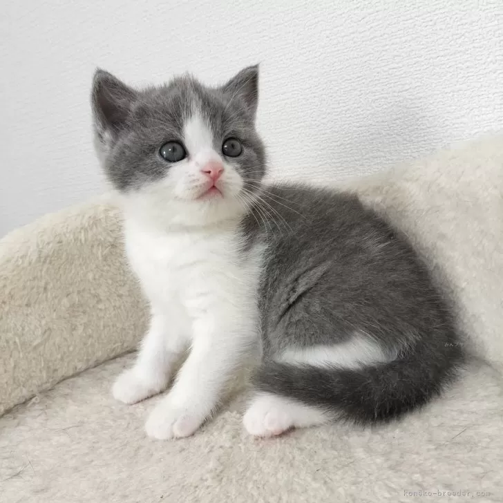 ID：2406-00668の子猫