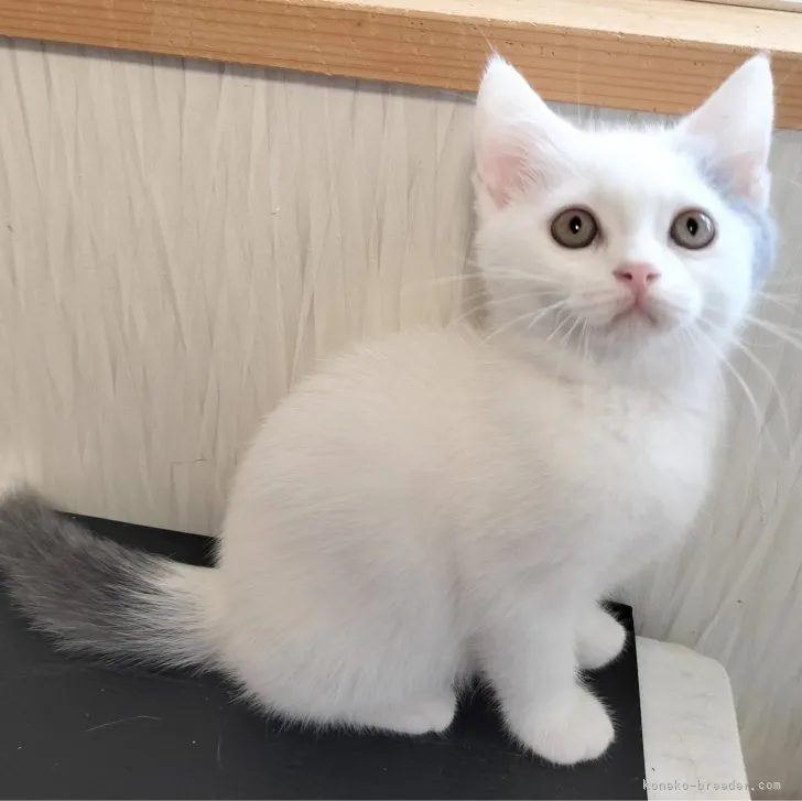 ID:2307-00082の子猫