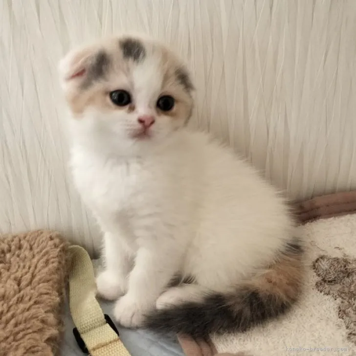 ID：2307-00081の子猫