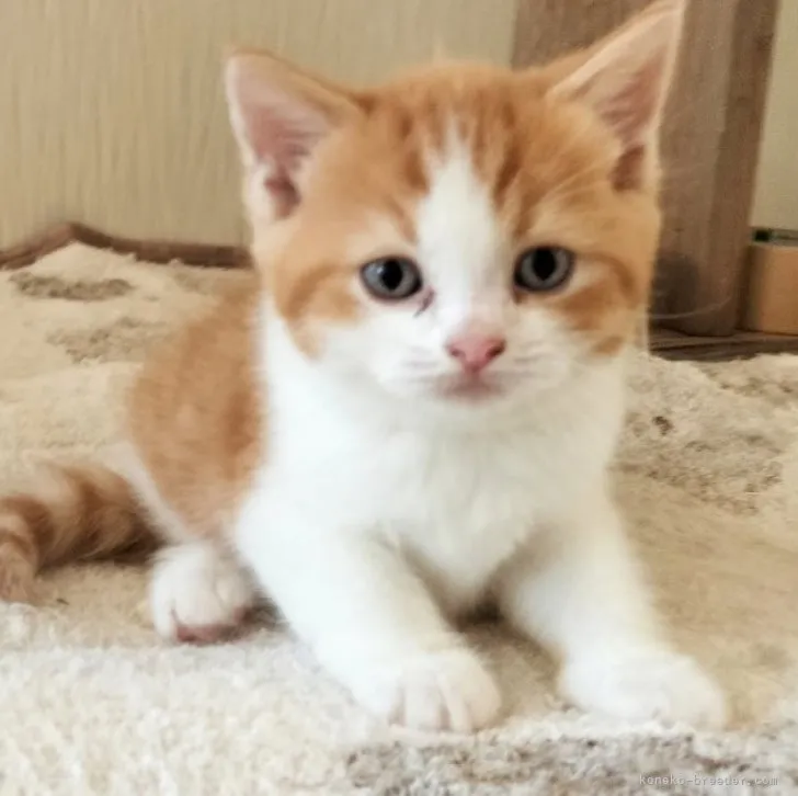 まる 様のお迎えした子猫