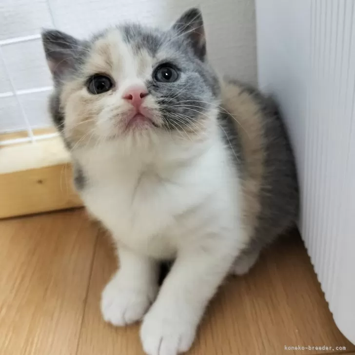 ID：2401-02428の子猫