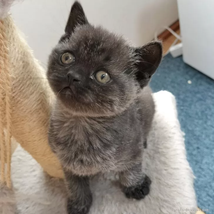ID：2403-01099の子猫