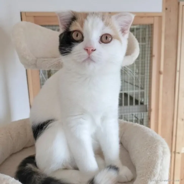 ID：2307-00083の子猫
