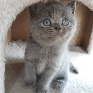 ブリティッシュショートヘア【三重県・男の子・2024年2月28日・ブルー（ショートヘア）】の写真「クリクリ目玉の健康優良児！！」