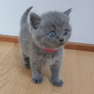 ブリティッシュショートヘア【三重県・男の子・2023年7月10日・ブルー（ショートヘア）】の写真「早期予約価格。9月6日まで。ご予約はお早めに！」