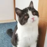 スコティッシュフォールド(立ち耳)【三重県・男の子・2024年5月12日・ブラック&ホワイト】の写真1