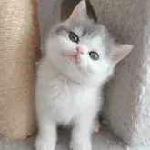 ブリティッシュショートヘア【三重県・男の子・2024年2月22日・ブルー&ホワイト】の写真1