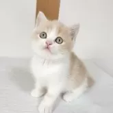 ブリティッシュショートヘア【三重県・男の子・2024年2月28日・クリーム&ホワイト】の写真1