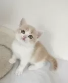ブリティッシュショートヘア【三重県・男の子・2024年2月28日・クリーム&ホワイト】の写真2