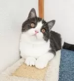 スコティッシュフォールド(立ち耳)【三重県・男の子・2024年5月12日・ブラック&ホワイト】の写真4