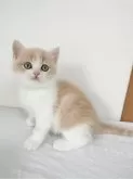 ブリティッシュショートヘア【三重県・男の子・2024年2月28日・クリーム&ホワイト】の写真4
