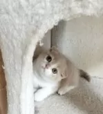 スコティッシュフォールド(折れ耳)【三重県・女の子・2024年6月3日・クリームタビー&ホワイト】の写真4