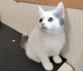 スコティッシュフォールド(立ち耳)【三重県・男の子・2023年5月21日・ブルー&ホワイト】の写真4