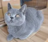 ブリティッシュショートヘア【三重県・男の子・2023年6月7日・ブルー】の写真4