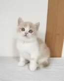 ブリティッシュショートヘア【三重県・男の子・2024年2月28日・クリーム&ホワイト】の写真5