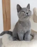 ブリティッシュショートヘア【三重県・男の子・2023年6月7日・ブルー】の写真5