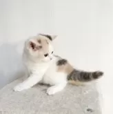 ブリティッシュショートヘア【三重県・女の子・2023年12月19日・ダイリュート キャリコ】の写真5