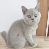 ブリティッシュショートヘア【三重県・男の子・2025年5月23日・ライラック】の写真13