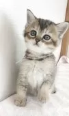 ブリティッシュショートヘア【三重県・男の子・2025年4月22日・ブラウンティックドタビー】の写真14