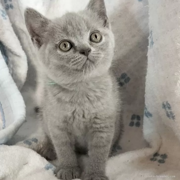 ID:2506-02482の子猫