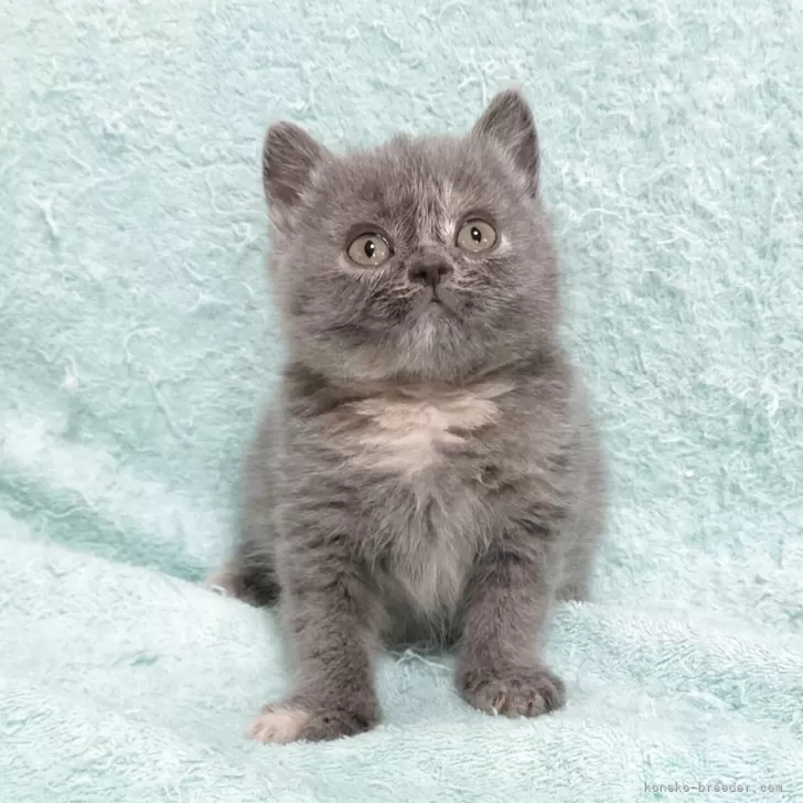 ID:2505-02401の子猫