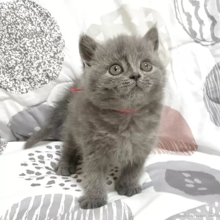 ID:2505-01820の子猫