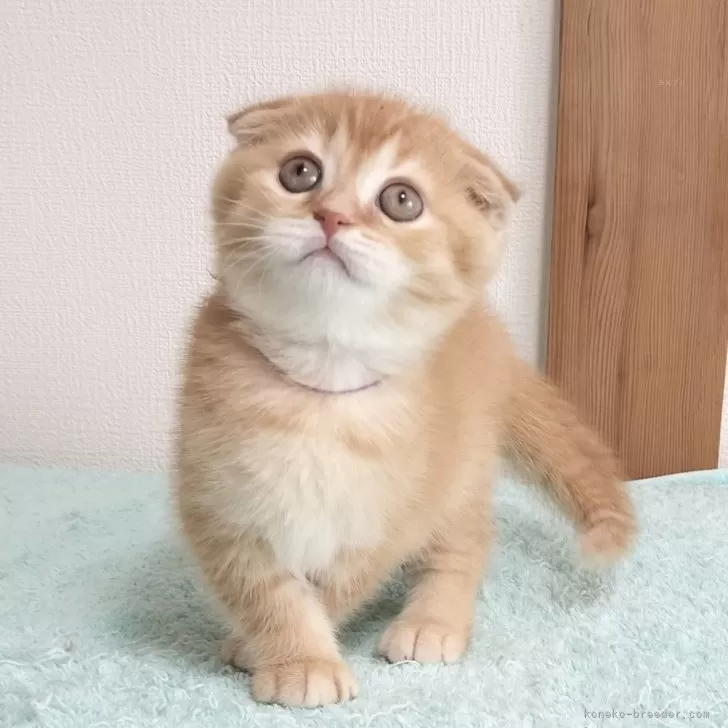 ID：2505-03036の子猫