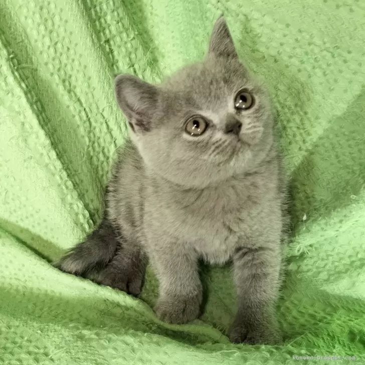 ID：2506-02383の子猫