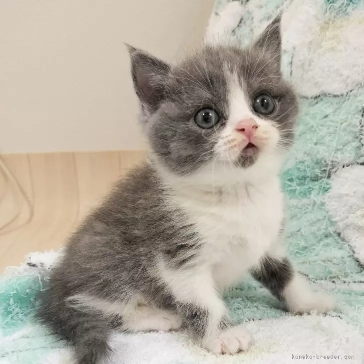 ID:2503-01080の子猫