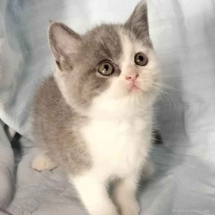 ID：2506-02375の子猫