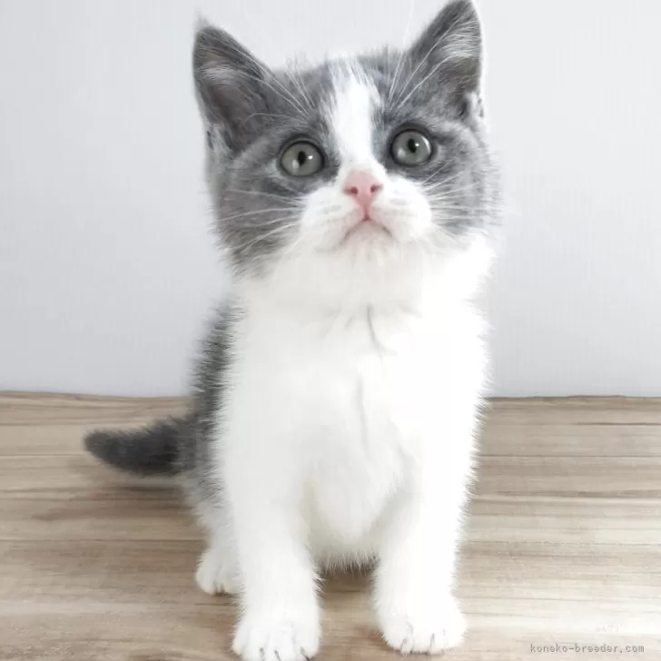 ID：2504-02883の子猫