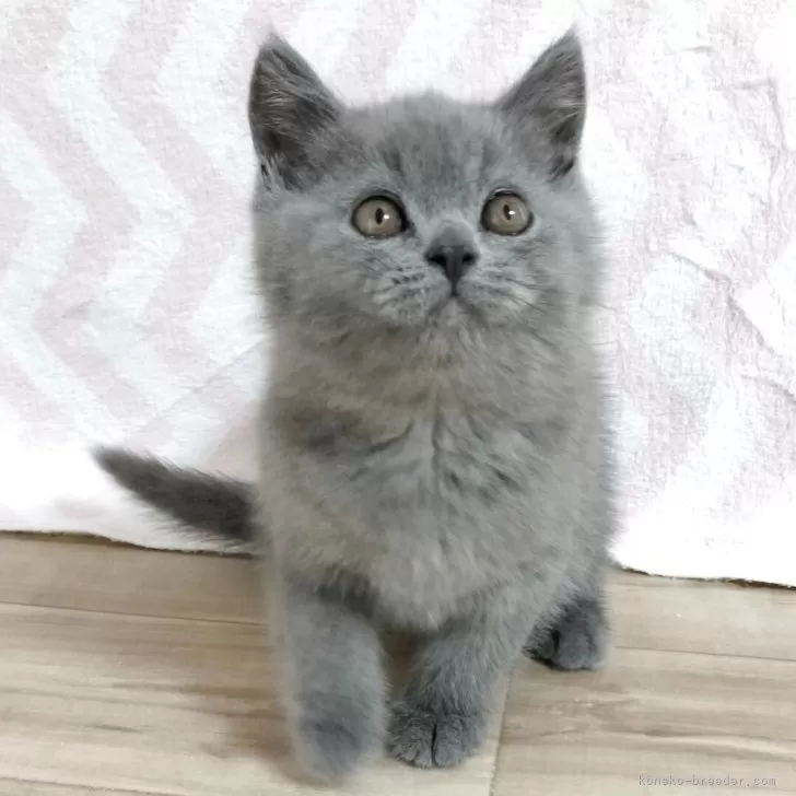 福ちゃん 様のお迎えした子猫