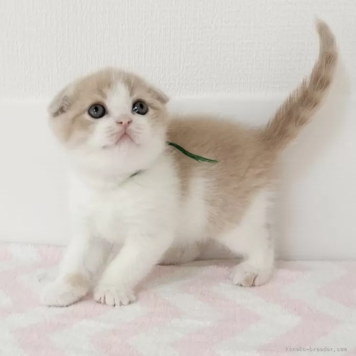 べべ 様のお迎えした子猫
