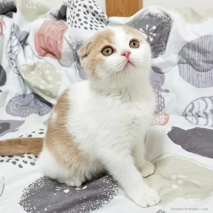ID:2412-00503の子猫