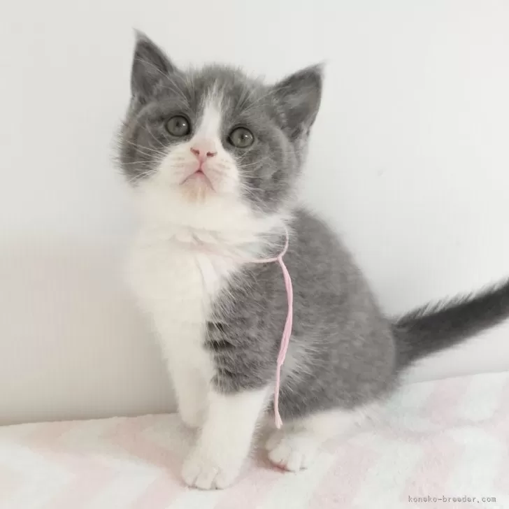 ID:2504-01317の子猫
