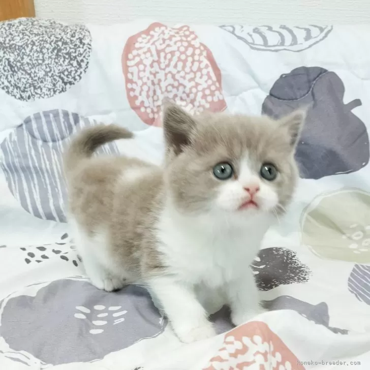 ID:2501-01724の子猫