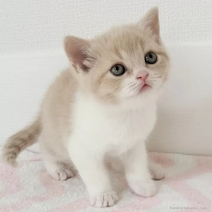 ID：2503-02758の子猫