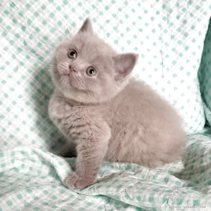 ID:2505-03647の子猫
