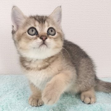 ブリティッシュショートヘア【三重県・男の子・2025年4月22日・ブラウンパッチドタビー（ショート）】の写真「夏のお迎えフェアー実施中！特別価格にて掲載してます」