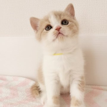 スコティッシュフォールド【三重県・男の子・2025年2月18日・クリームタビー&ホワイト（ショート）】の写真「安心感が漂うしっかりした体格！おすすめです😊」