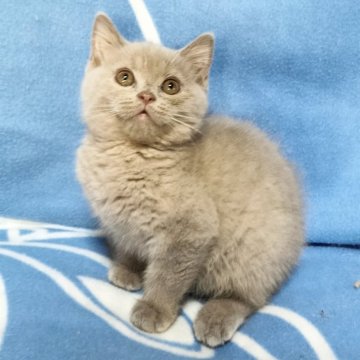 ブリティッシュショートヘア【三重県・男の子・2025年4月22日・ライラック（ショート）】の写真「大人しい、人馴れしている男の子です😊」